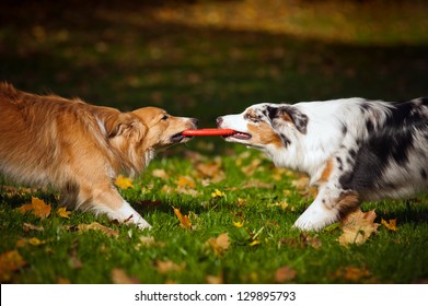 Two Dogs Playing With A Toy Together In Autumn