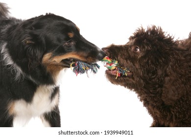 Two Dogs Playing Tug Of War Isolated On A White Background