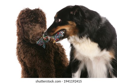 Two Dogs Playing Tug Of War Isolated On A White Background