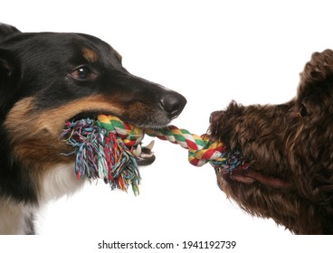 Two Dogs Playing Tug Of War Isolated On A White Background