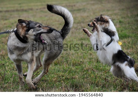 Two dogs playing and wrestling in an autumn meadow. One of them a hybrid of a Czechoslovakian wolfdog and the other a hybrid of spitz. Dogs from shelter. 
