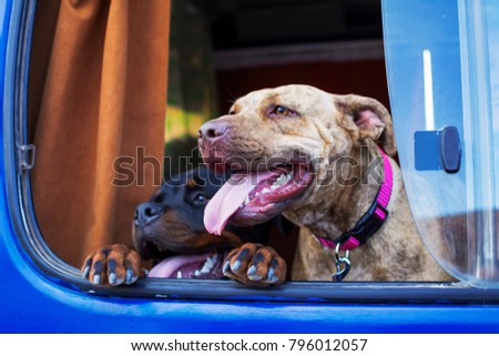 Similar – Two dogs poking their heads out the window of a car.