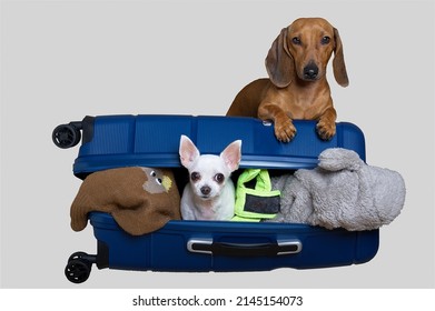 Two dogs are posing on a large open blue suitcase full of things, going on a trip. Dachshund dog and small chihuahua among things - photo on white background.