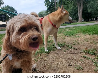 Two Dogs In Prospect Park, Brooklyn