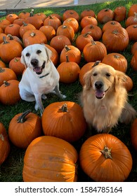 Two Dogs in Pumpkin patch