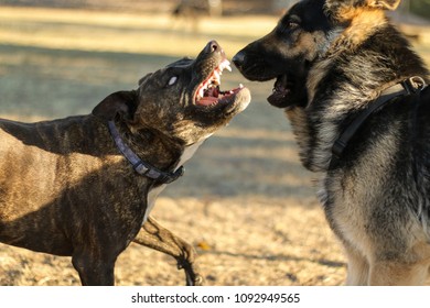 Two Dogs Rough Play Fighting Stock Photo 1092949565 | Shutterstock