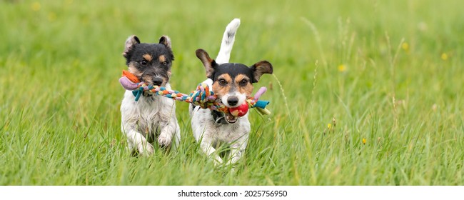 Two dogs run and play with a ball in a meadow - a cute Jack Russell Terrier puppy 