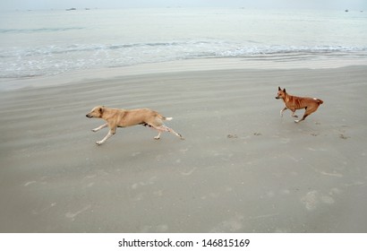 Two Dogs Running In Beach, India