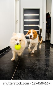 Two Dogs Running Indoors Playing Together