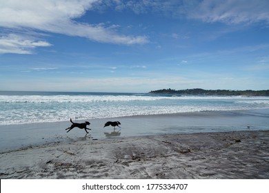 Two Dogs Running On The Beach In Carmel, CA