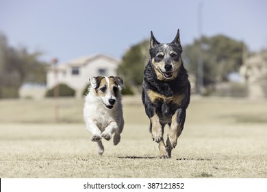 Two Dogs Running Toward The Camera