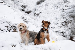 Two Dogs, Senior Beagle And Junior Bodeguero, Sitting Together In The Snow, Happily Looking At The Camera, In Winter Time In A Snowy Forest. Horizontal And Copy Space.