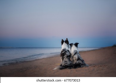 Two dogs sit and look at the water. Border collie marble color on the beach
 - Powered by Shutterstock