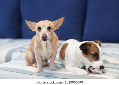 4,713 Dogs share Images, Stock Photos & Vectors | Shutterstock