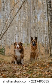 Two Dogs Sit Side By Side In Birch Grove In Autumn. Australian And German Shepherd Walk In Fall Forest. There Are Lot Of Fallen Yellow Leaves Around On Ground. No People.