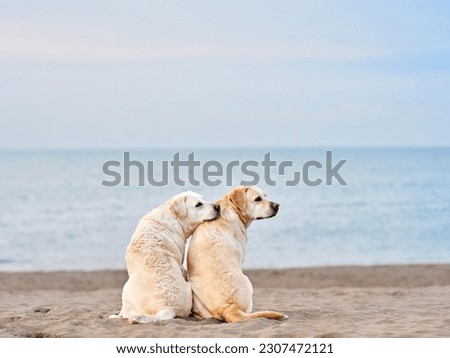 two dogs sit with their backs and look at the sea. Fawn labrador retriever on the beach. Walking with a pet in nature