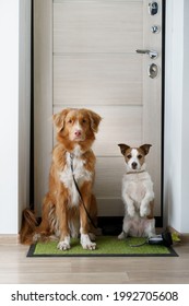 Two Dogs Are Sitting At The Door And Waiting For A Walk Outside. Nova Scotia Duck Tolling Retriever And A Jack Russell Terrier. 