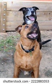 Two Dogs Sitting And Looking Up