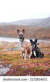 two dogs sitting in northern Norway in autumn