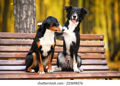 Two dogs sitting on a bench in the park