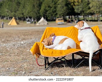 Two Dogs Sitting On A Chair At A Campsite