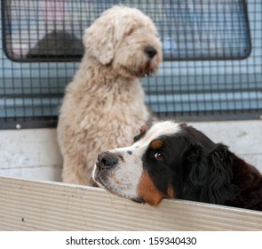 Two Dogs Sitting On A Truck Bed