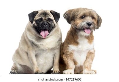 Two dogs sitting and panting, isolated on white