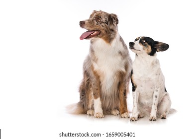 Two dogs sitting side by side on white background and looking up