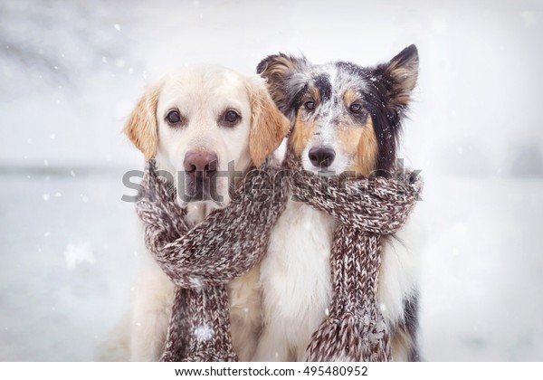 2匹の犬が隣り合って雪に座り スカーフを巻いている の写真素材 今すぐ編集