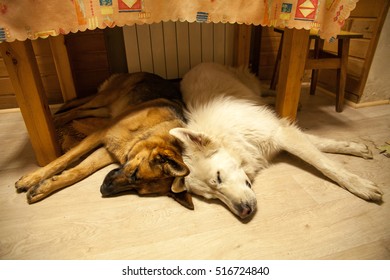 Two dogs sleep together under the table. German Shepherd and Swiss Shepherd. Dark tan and white dog.