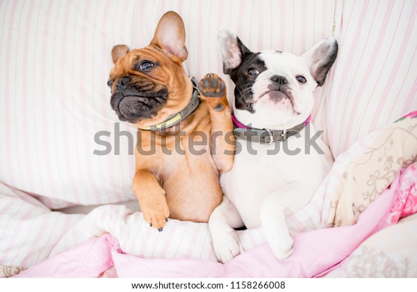Two Dogs Sleeping Cosy Bedroom Stock Photo Edit Now 1158266008