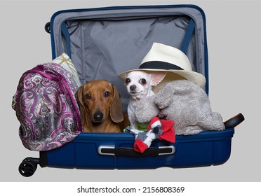 Two dogs - a small white chihuahua and a hunting red dachshund pose in an open large blue suitcase full of things. 