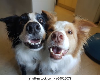 Two dogs smile
