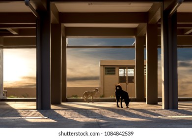 The two dogs sneaked near the concrete pillars under a building in the early morning sunlight.