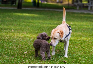 Two Dogs Sniffing Each Other
