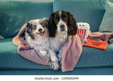 Two Dogs Snuggle On A Turquoise Sofa With Dog Toys That Resemble Movie Tickets And Popcorn - A Miniature Australian Shepherd And Springer Spaniel Cuddle Up Under A Blanket For Movie Night