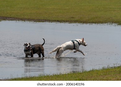 Two dogs splashing as they play and chase each other in a puddle near a lake shore after a summer rain.