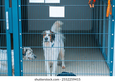 Two dogs stand behind a metal cage in an animal shelter, looking curiously outwards. Their expressions convey a sense of hope and longing for adoption in a brightly lit room. - Powered by Shutterstock