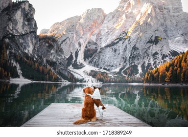 two dogs stand on a wooden pier. Mountain Lake Braies. boat station. landscape with a pet - Powered by Shutterstock