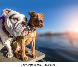 Two dogs standing on wooden dock on lake