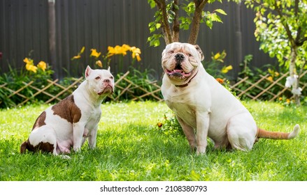 Two dogs strong White American Bulldog male and American Bully female dog outdoors.