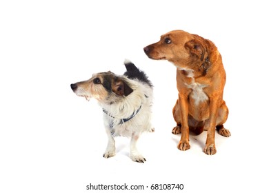 4,714 Dog looking left Images, Stock Photos & Vectors | Shutterstock