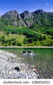 Two Dogs Swimming In Buttle Lake Vancouver Island