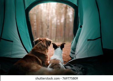 Two Dogs In A Tent In The Forest. Travel With The Pet. Nova Scotia Duck Tolling Retriever And A Jack Russell Terrier. Adventure Dog
