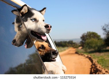 Two dogs with their heads out the window enjoying a car ride
