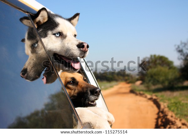 Two dogs with their heads out the window enjoying a\
car ride