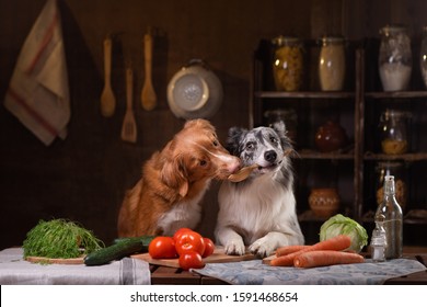 two dogs together in the kitchen are preparing food. Nova Scotia Duck Tolling Retrieverr and Border Collie. pet feeding, natural, raw food diet
