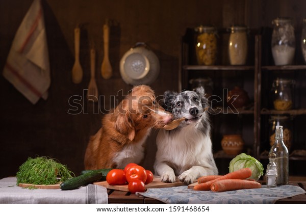two dogs together in the kitchen are preparing\
food. Nova Scotia Duck Tolling Retrieverr and Border Collie. pet\
feeding, natural, raw food\
diet