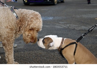 Two Dogs Touching Noses As They Meet For The First Time.