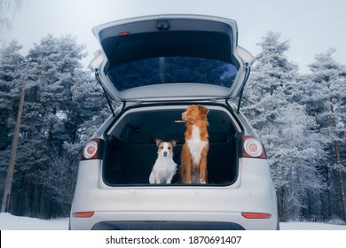 two dogs travels by car in winter. Nova Scotia Duck Tolling Retriever and jack russell terrier outdoors in the snow